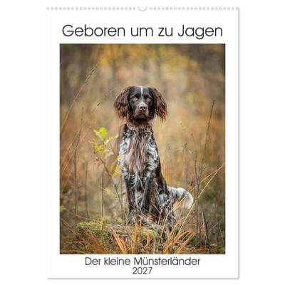 Geboren um zu Jagen. Der kleine Münsterländer (Wandkalender 2027 DIN A2 hoch), CALVENDO Monatskalender