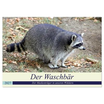 Der Waschbär - Der Maskenträger in unseren Wäldern (Wandkalender 2027 DIN A2 quer), CALVENDO Monatskalender