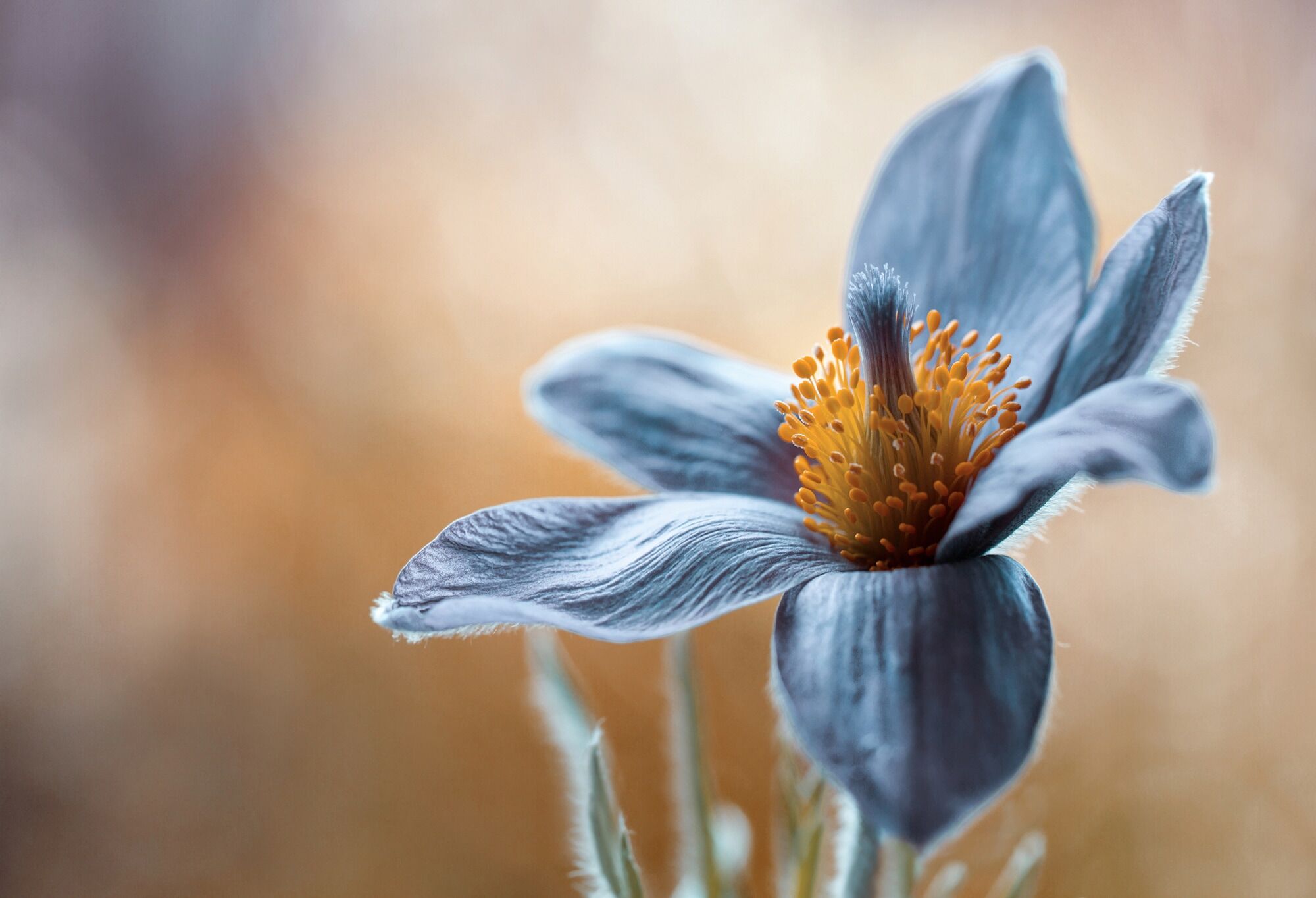 Fototapete PAPERMOON "Photo-Art MANDY DISHER, PASQUE", bunt, B:3m L:2,23m, Vlies, Tapeten, Fototapete bunt B/L: 3m x 2,23m, Bahnen: 6 Stk.