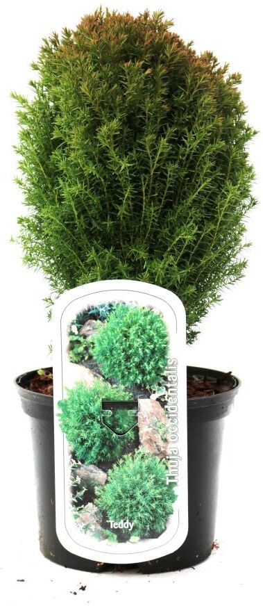 Pflanzen Kugelthuja Teddy 15-20 cm 2 L Container
