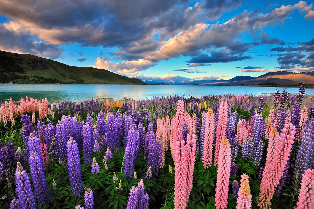 Fototapete PAPERMOON "See Tekapo Lupinen", bunt, B:1,5m L:1,11m, Vlies, Tapeten, Fototapete bunt B/L: 1,5m x 1,11m, Bahnen: 7 Stk.