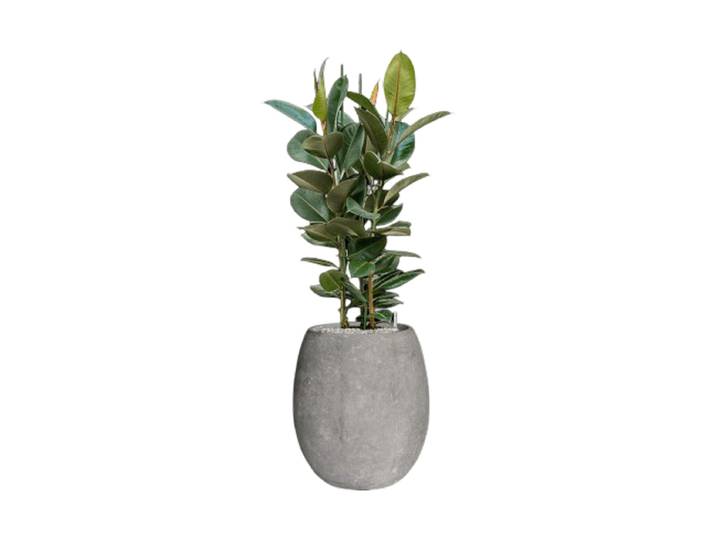 Pflanzen Arrangement „Ficus elastica 'Robusta' Polystone Coated Plain“ Baq Design