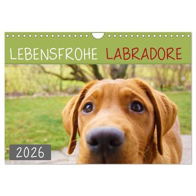 Lebensfrohe Labradore (Wandkalender 2026 DIN A4 quer), CALVENDO Monatskalender