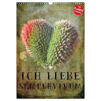 Ich liebe Sempervivum (Wandkalender 2027 DIN A3 hoch), CALVENDO Monatskalender