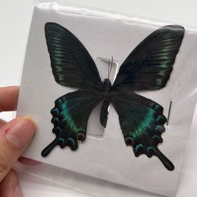 Inspire Essentials Real Butterfly Specimen Collection Natural Insect Display Decor 20 Pcs