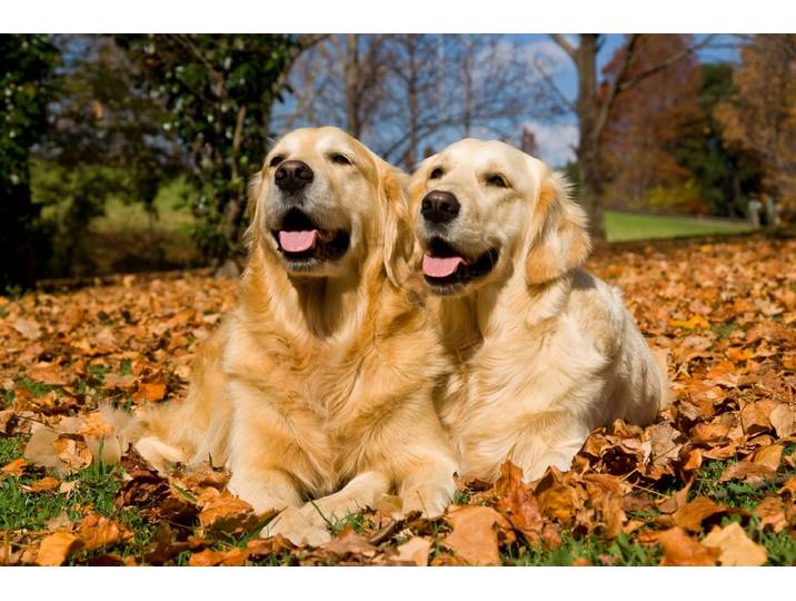 Papermoon Golden Retriever
