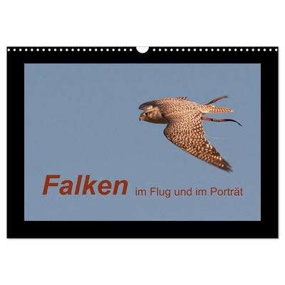 Falken im Flug und im Porträt (Wandkalender 2026 DIN A3 quer), CALVENDO Monatskalender