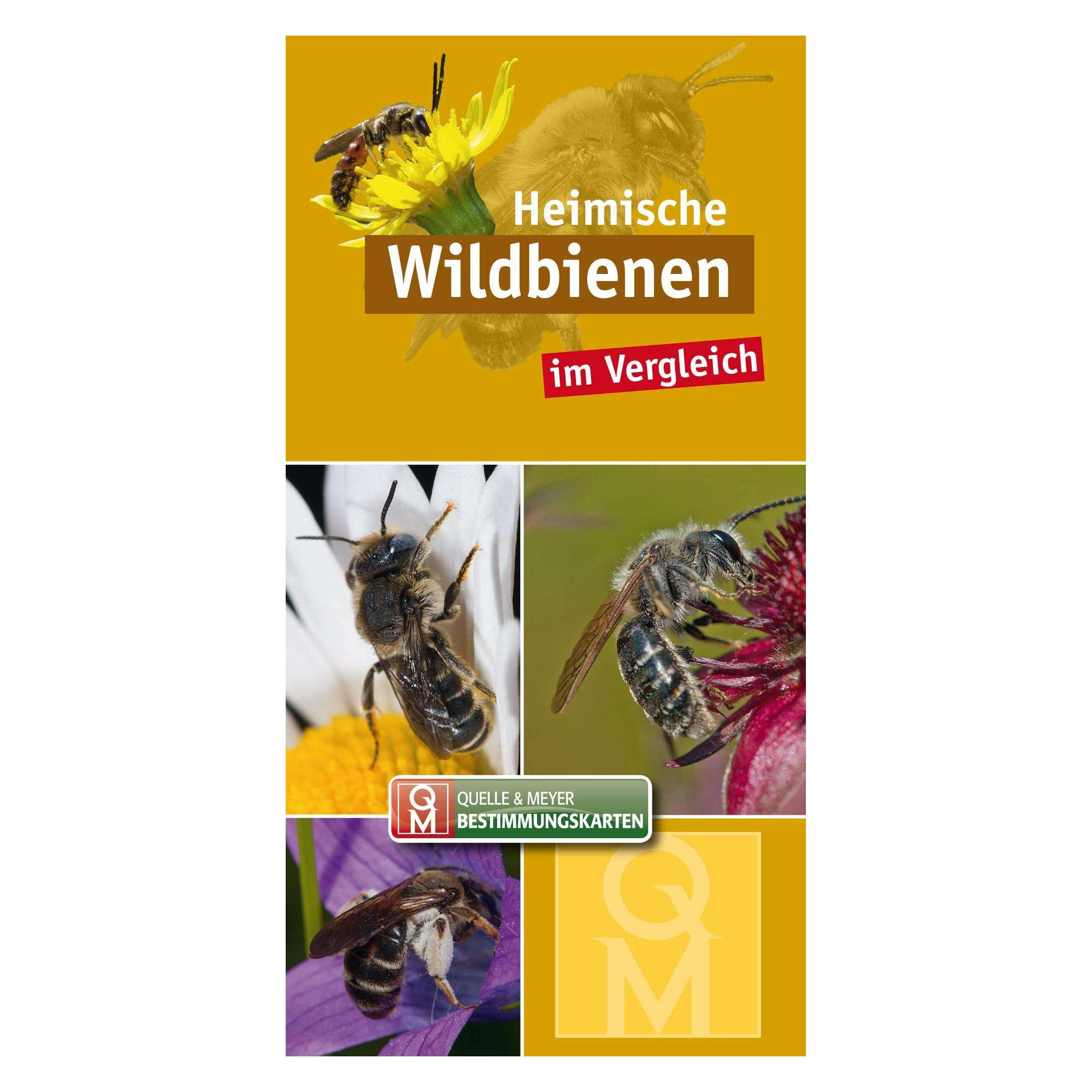 Quelle & Meyer Heimische Wildbienen (Deutsch, Quelle & Meyer Verlag) (35136181)