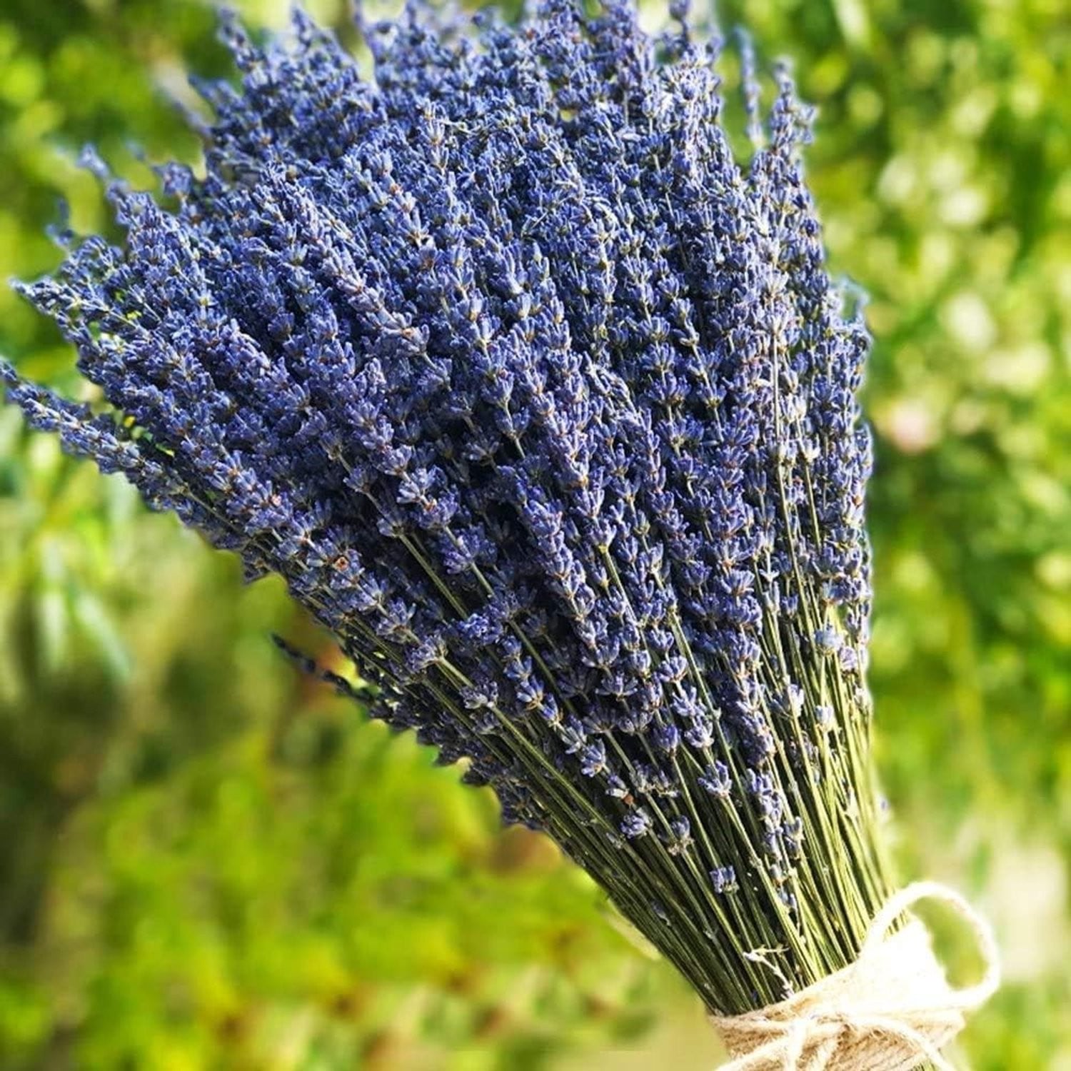Drogende Lavendel Bloemenboeketten met 400+ stelen voor decoratie en bruiloften