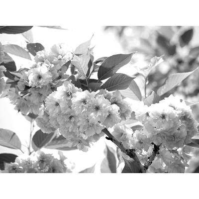 Papermoon "Blumen Schwarz & Weiß"