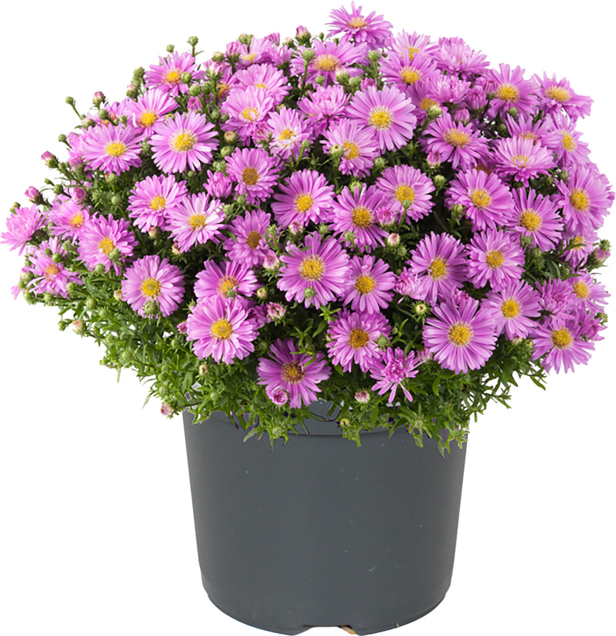 Pflanzen Herbstaster Aster dumosus 12 cm Topf