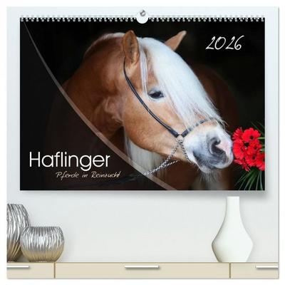Haflinger-Pferde in Reinzucht (hochwertiger Premium Wandkalender 2026 DIN A2 quer), Kunstdruck in Hochglanz