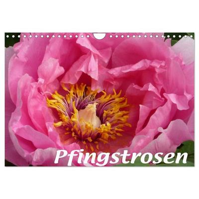 Pfingstrosen (Wandkalender 2026 DIN A4 quer), CALVENDO Monatskalender
