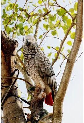 Hi-Line Gift GREY GABON PARROT ON STUMP