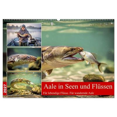 Aale in Seen und Flüssen (Wandkalender 2027 DIN A2 quer), CALVENDO Monatskalender