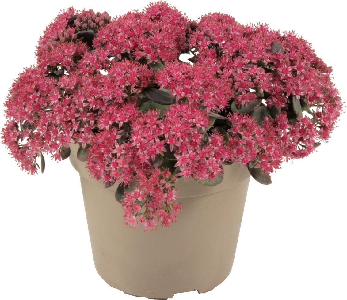 Pflanzen Fetthenne Sedum spurium 12 cm Topf