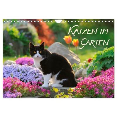 Katzen im Garten (Wandkalender 2027 DIN A4 quer), CALVENDO Monatskalender