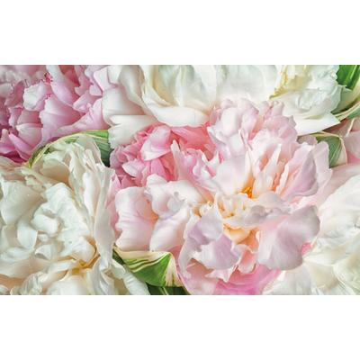Fototapete PAPERMOON "Blooming Peonies", bunt, B:2,5m L:1,86m, Vlies, Tapeten