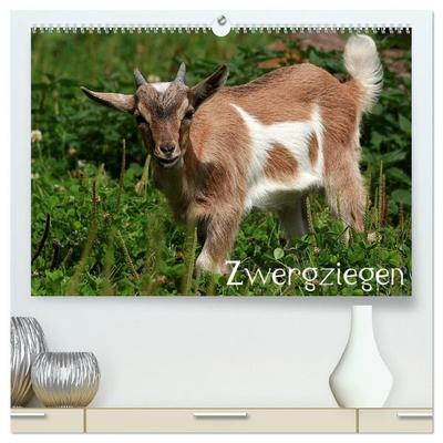 Zwergziegen (hochwertiger Premium Wandkalender 2027 DIN A2 quer), Kunstdruck in Hochglanz