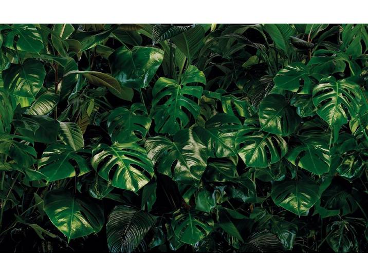 Komar Pure tropical wall monstera bladeren fotobehang op vlies 400x250cm