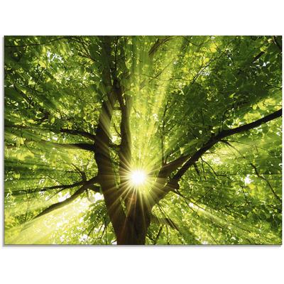 Glasbild ARTLAND "Sonne strahlt explosiv durch den Baum", grün (farbe bild(er): grün), B:80cm H:60cm, Bilder, in verschiedenen Größen