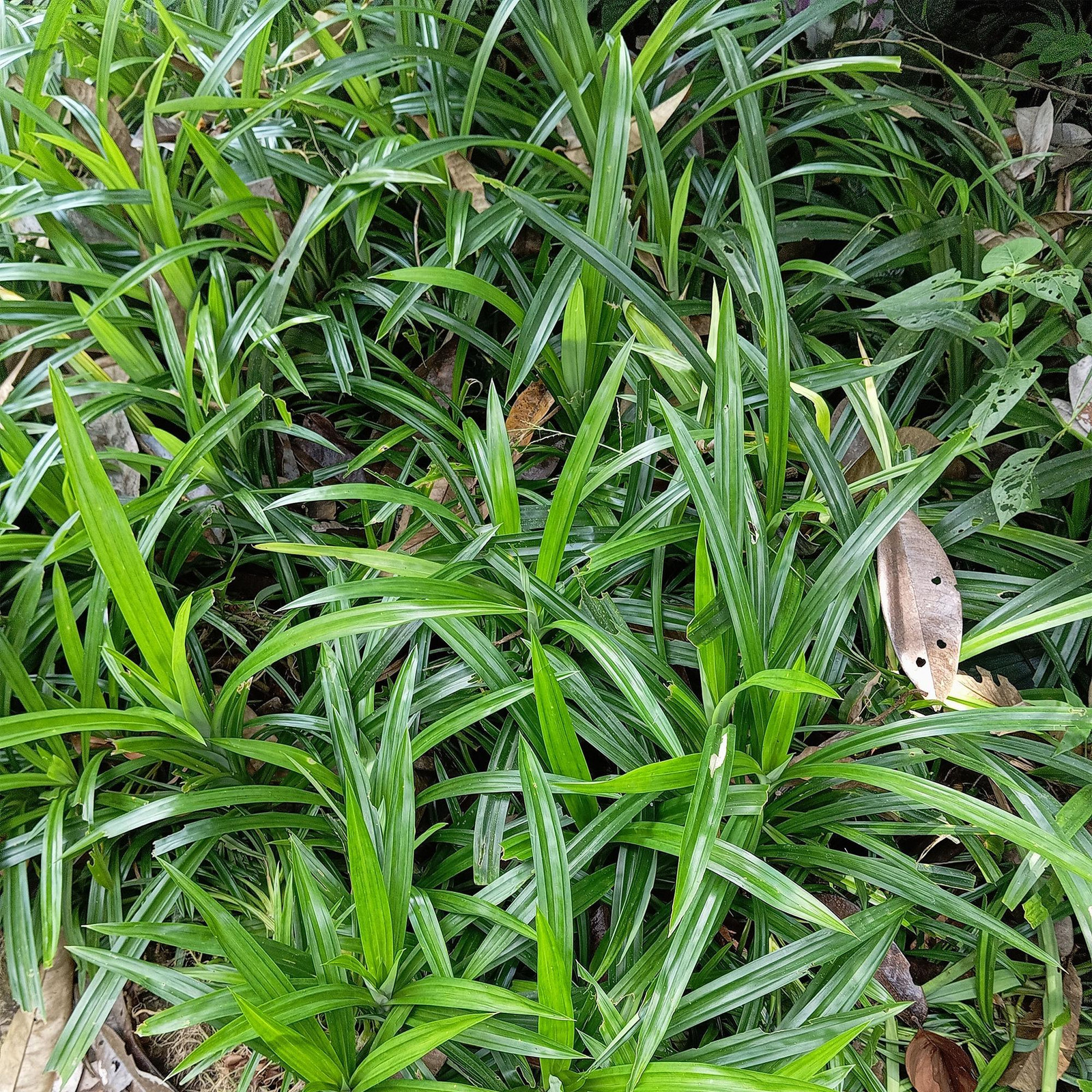 Oasis of Life Wintergroen Ziergras Carex morrowii Irish Green - 4 planten