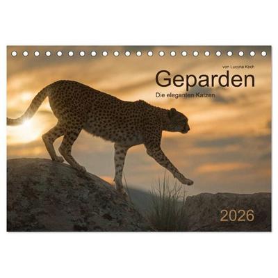 Geparden. Die eleganten Katzen. (Tischkalender 2026 DIN A5 quer), CALVENDO Monatskalender