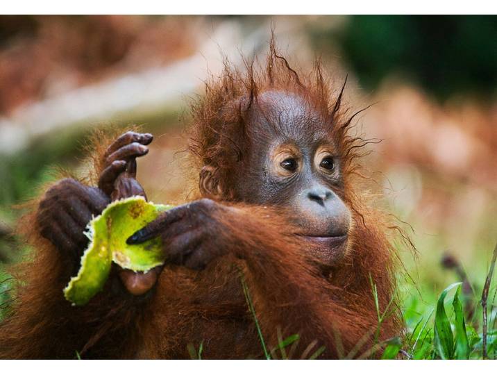 Fototapete PAPERMOON Baby Orang-Utan-Porträt , bunt, B:4m L:2,6m, Vlies, Tapeten, Fototapete