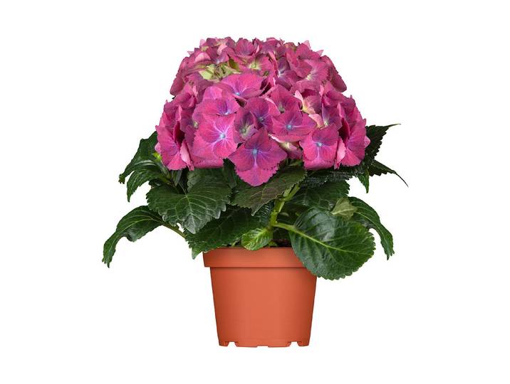 Qualité & Prix Zimmer-Hortensie Hydrangea ⌀ 14 cm