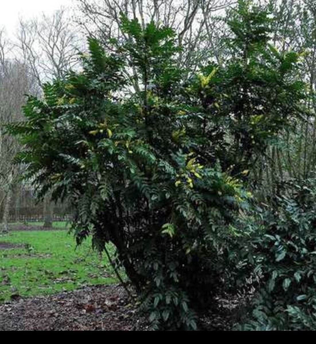 Mahonia media Winter Sun Mahoniestruik in pot, 60-80 cm