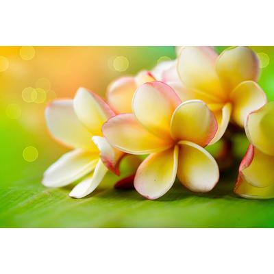 Fototapete PAPERMOON "Blumen", bunt, B:3m L:2,23m, Vlies, Tapeten