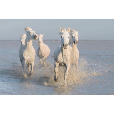 Fototapete PAPERMOON "Photo-Art ROSTOVSKIY ANTON, PFERDE", bunt, B:5m L:2,8m, Vlies, Tapeten