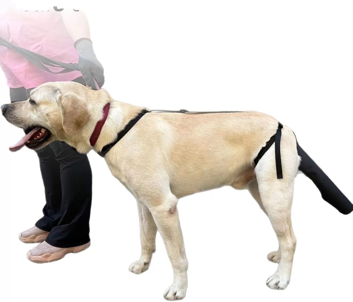 INF Verstellbarer Schwanzschutz für Hunde – Wundpflege, Beißschutz & Haarausfallprävention Groß