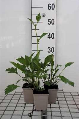 6 x Rudbeckia nitida Herbstsonne Zonnehoed - Pot van 9 x 9 cm - GRDplanten