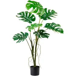 Split Philo Pflanze 122cm im Topf grün