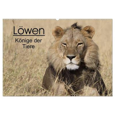 Löwen - Könige der Tiere (Wandkalender 2026 DIN A2 quer), CALVENDO Monatskalender