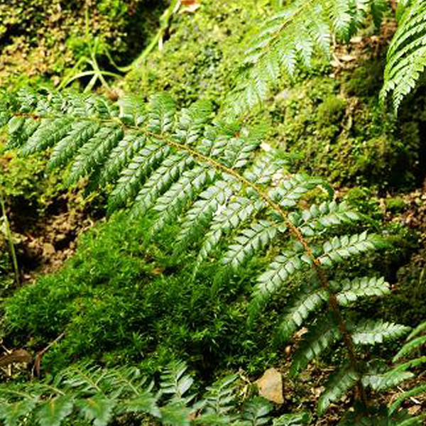 6 x Schildvaren Polystichum braunii in pot van 9x9 cm van Arborix