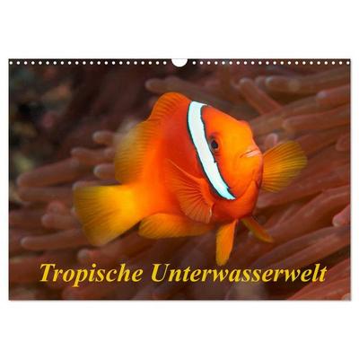 Tropische Unterwasserwelt (Wandkalender 2026 DIN A3 quer), CALVENDO Monatskalender