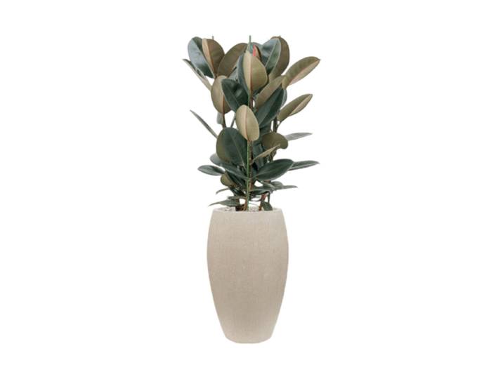 Pflanzen Arrangement „Ficus elastica 'Abidjan' in Raindrop“, Höhe 135-145 cm Baq Design
