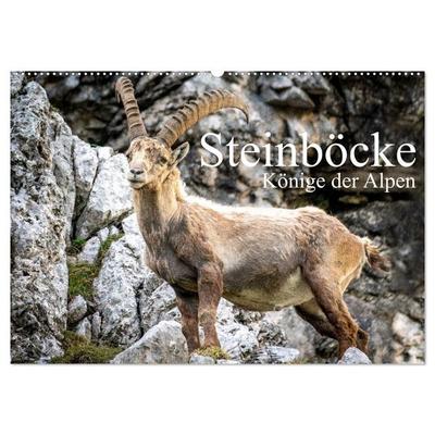 Steinböcke - Majestätische Tiere der Alpen (Wandkalender 2027 DIN A2 quer), CALVENDO Monatskalender