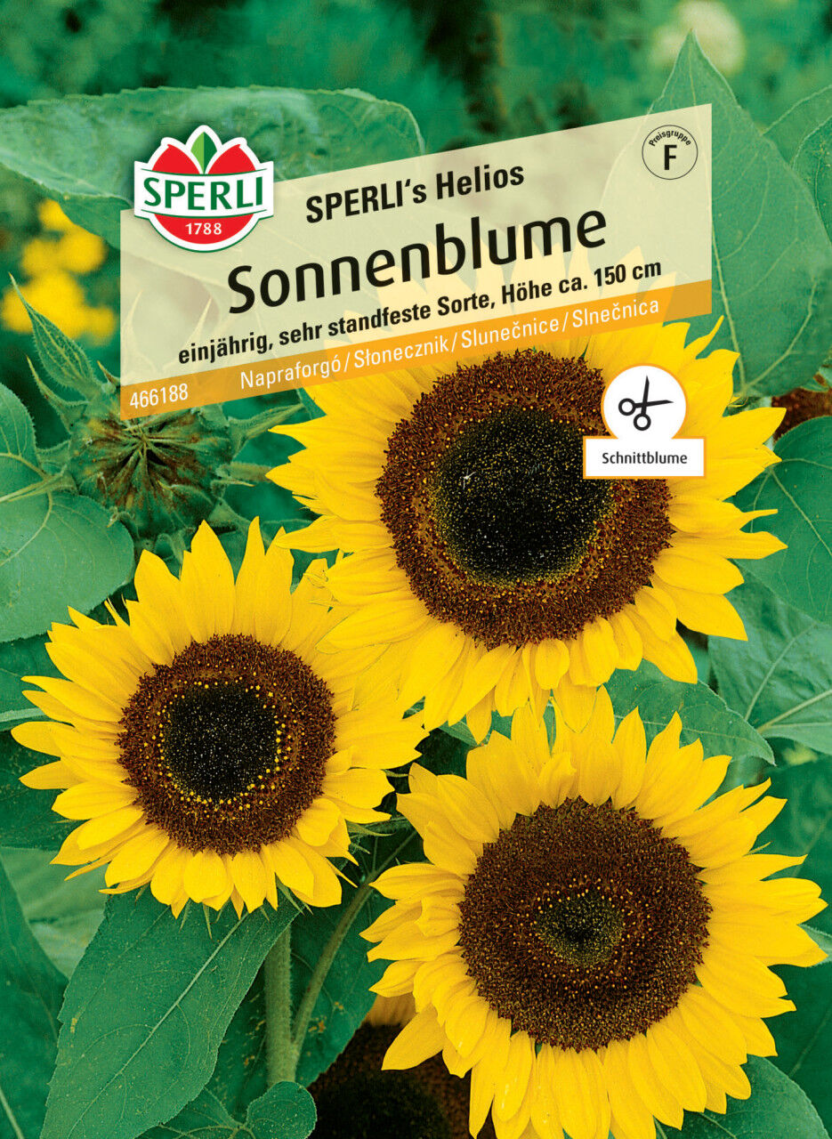 Sperli Sonnenblume SPERLI's Helios