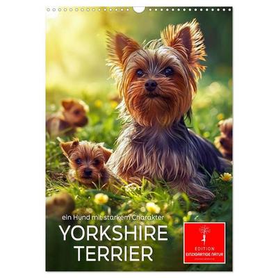 Yorkshire Terrier - ein Hund mit starkem Charakter (Wandkalender 2027 DIN A3 hoch), CALVENDO Monatskalender