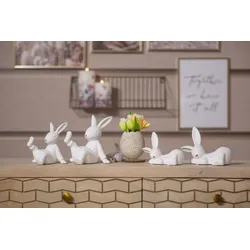 Hase Calle liegend