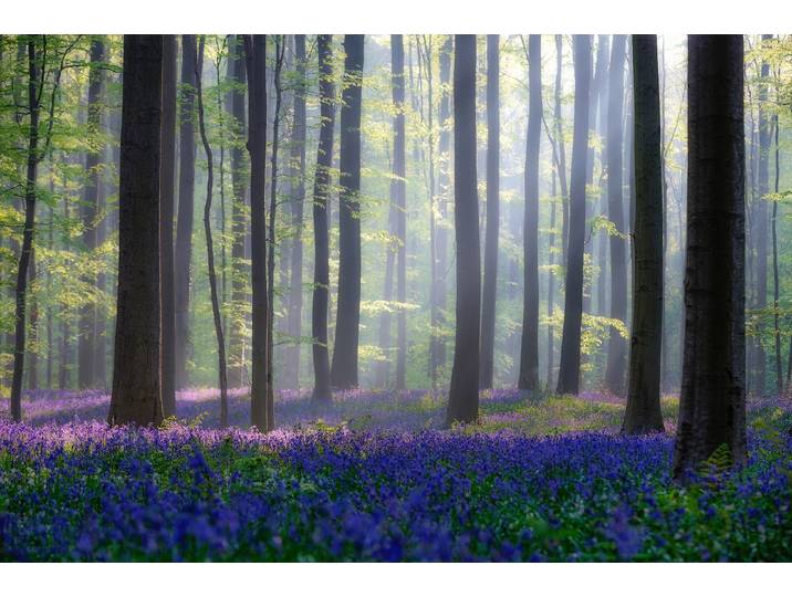 Papermoon Photo-Art ADRIAN POPAN, WALD MIT BLAUER BLUMENWIESE