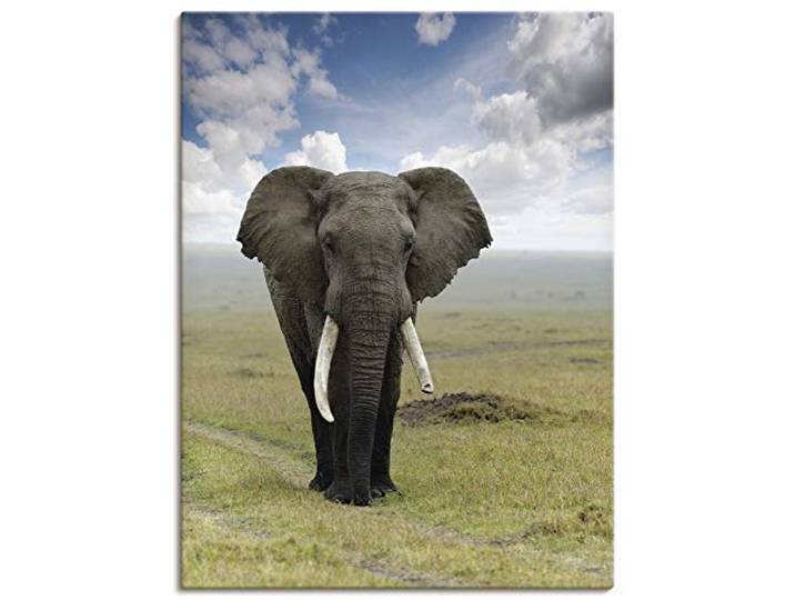 ARTLAND Wanddeko Leinwand Bilder Wandbild Elefant T5UH