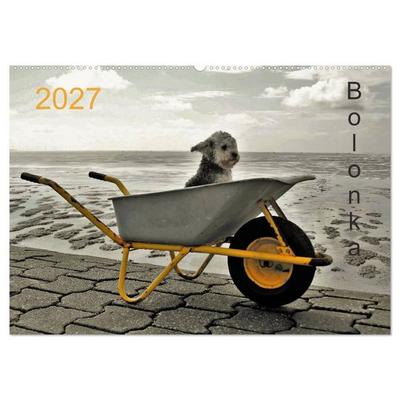 Bolonka 2027 (Wandkalender 2027 DIN A2 quer), CALVENDO Monatskalender