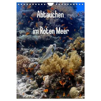 Abtauchen im Roten Meer (Wandkalender 2027 DIN A4 hoch), CALVENDO Monatskalender