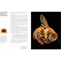 Die Verführung der Biene, Sachbücher von Cornelia Panzacchi, Jürgen Tautz, Craig P. Burrows