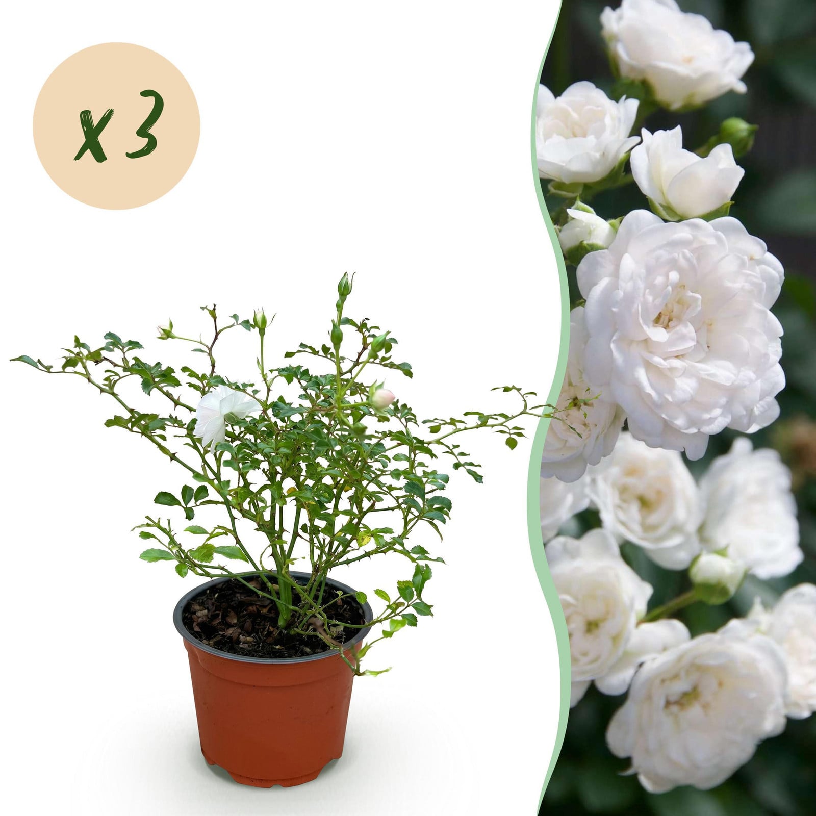 Pflanzenboutique Rosa White Fairy Roos - Wit - 3 stuks - Hoogte: 20-30 cm, Diameter: 12 cm