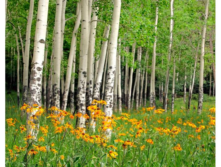 Fototapete PAPERMOON Aspen Grove and Orange Wildflowers , bunt, B:1,5m L:1,11m, Vlies, Tapeten, Fototapete
